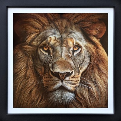 King's Gaze | Lion Original | Martin Robson image