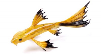 Mellow Yellow | Koi image