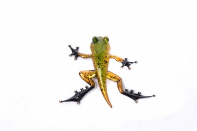 Froglet - Artist Proof | Tim Cotterill image